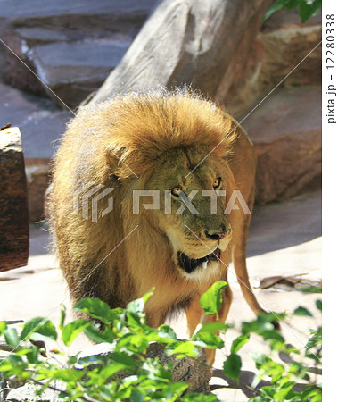 ライオン 猛獣 百獣の王 遠吠えの写真素材