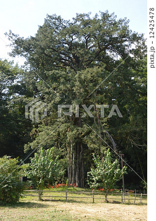 大師堂のネズ・モッコク|巨樹名木探訪|8-樹木|木の情報発信基地