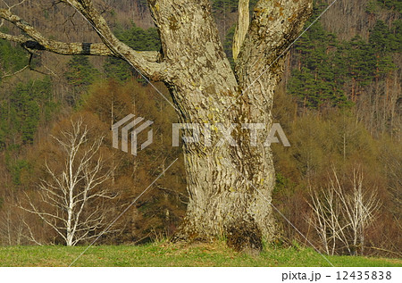 ナラ 大木 信州 木曽の写真素材 - PIXTA