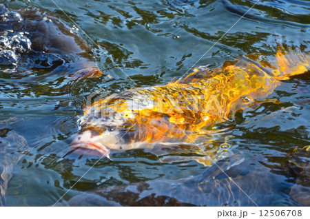 金の鯉 s-20101114214613121104.jpg