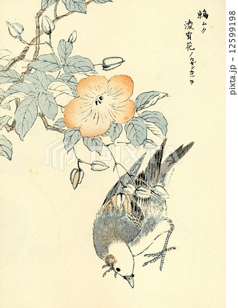 花鳥 レトロ アンティーク 木版画 版画 鳥のイラスト素材 - PIXTA