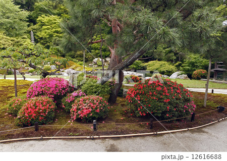 五月杜鵑花日本庭園日式庭園日式庭院照片素材