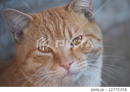 茶色い猫の写真素材