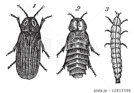 ホタル幼虫のイラスト素材 Pixta