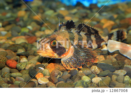 カジカ 魚 海水魚の写真素材