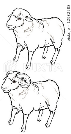 スパニッシュメリノ雄 羊の写真素材