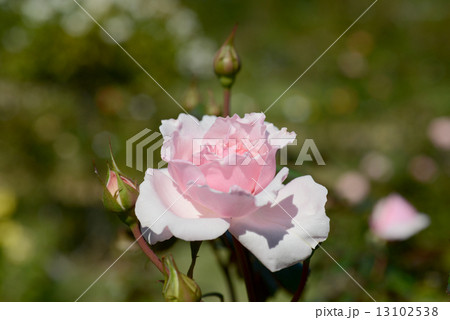 プチ トリアノン 薔薇 マリー アントワネット バラ属の写真素材