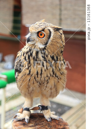 ミミズク 子供 顔 鳥の写真素材