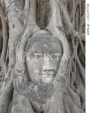 アユタヤ アユタヤ遺跡 仏像 木の写真素材 - PIXTA