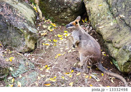 よこはま動物園ズーラシア オグロワラビーの写真素材