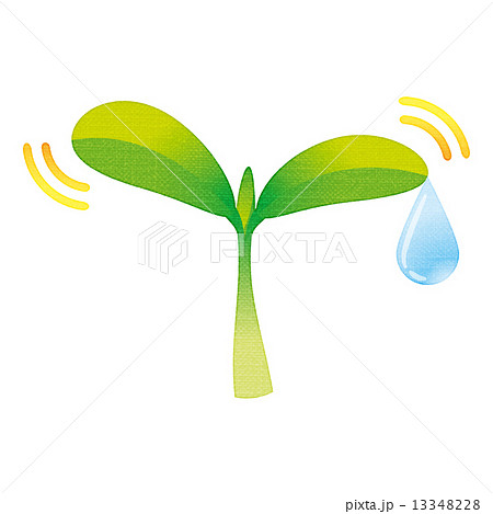 双葉 若葉 芽 葉のイラスト素材