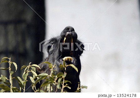 ラマ リャマ ジャマ 顔の写真素材