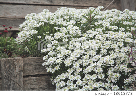 パリの花壇 きれいな花壇 ヨーロッパ フランスの写真素材