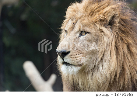ライオン 屋外 アップ 横顔の写真素材