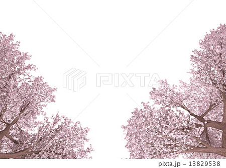 Hd限定桜 イラスト 背景透明 スーパーイラストコレクション