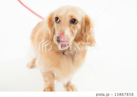 舌なめずり ワンちゃん 犬 ワンコの写真素材