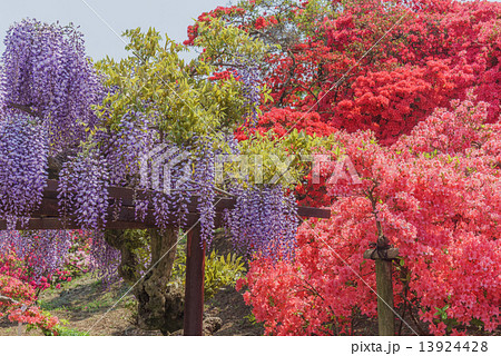 つつじ つつじヶ岡公園 藤 群馬県の写真素材