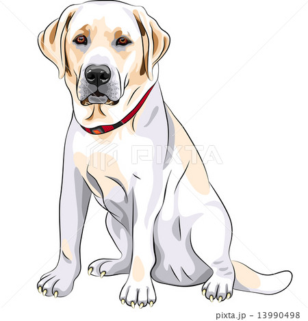 Vector Sketch Yellow Dog Breed Labrador のイラスト素材