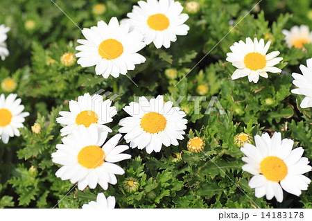 白色 白い花 鉢植え 雛菊の写真素材