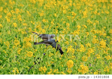 ツムギ 鳥の写真素材