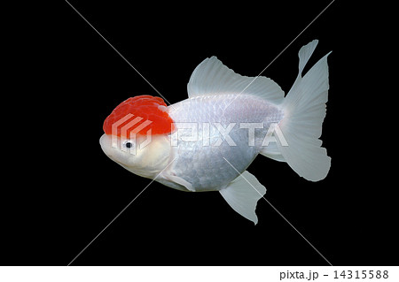 金魚 丹頂 キンギョ 単独の写真素材