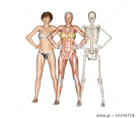 人体 骨格 女性 筋肉のイラスト素材