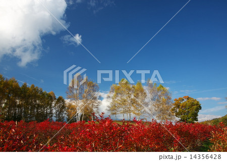 開田高原 紅葉 赤い木と青い空 御嶽山の写真素材