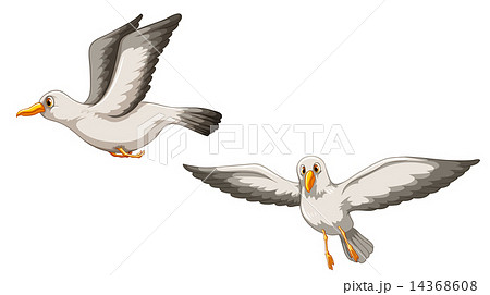イラスト 鳥 正面 飛ぶの写真素材
