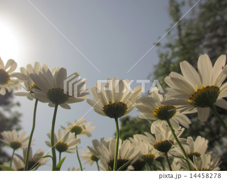 花 下から 見上げる 成長の写真素材