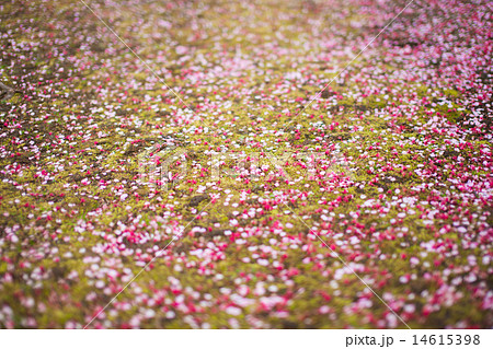 桜 散る 花びら 地面の写真素材