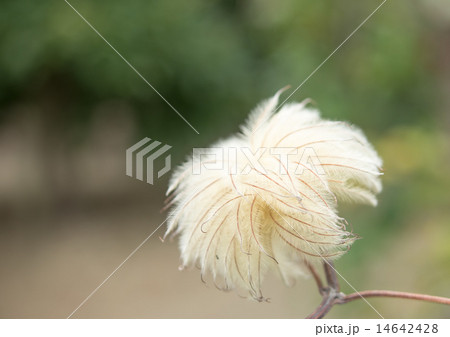 クレマチス 花後 ぐるぐる 栽培の写真素材
