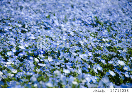 ネモフィラ 花 壁紙 ブルーの写真素材