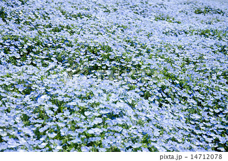 ネモフィラ 花 壁紙 ブルーの写真素材