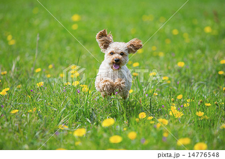 トイプードル 走る 犬 かけるの写真素材