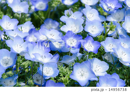 ネモフィラ 花 壁紙 ブルーの写真素材