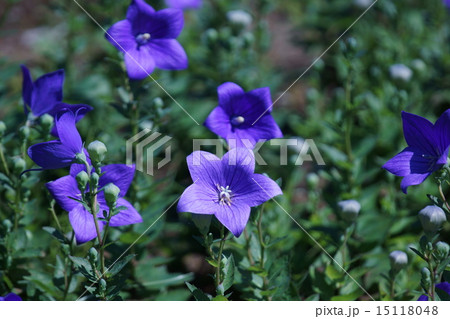 絶滅危惧種 秋の七草 青紫色 キキョウ科キキョウ属の写真素材