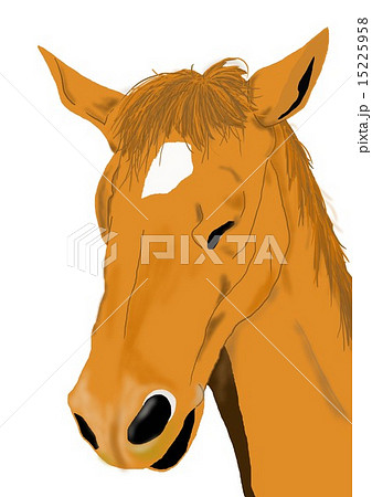 サラブレッド 顔 馬 動物のイラスト素材