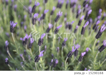 ポルトガルの国花の写真素材