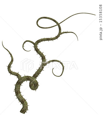 イバラの蔓のイラスト素材 イバラの蔓のイラスト素材