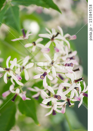 センダンの写真素材 - PIXTA