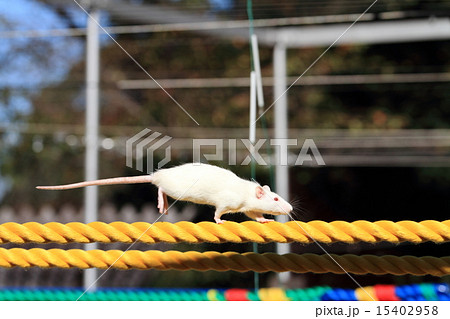 渡る 綱渡り 鼠 二十日鼠の写真素材