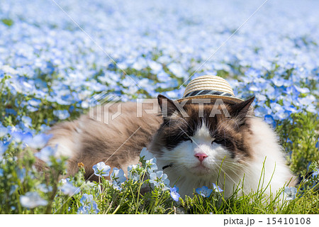 ラグドール 猫 花 ネモフィラの写真素材 - PIXTA