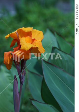 カンナ 蕾 花 球根植物の写真素材