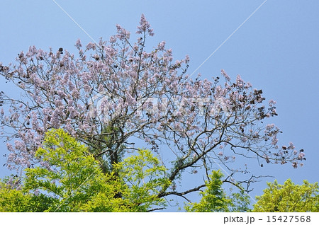 桐の木 桐の木 - ナムウィキ