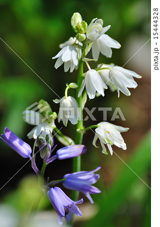 ホタルブクロに似た花の写真素材