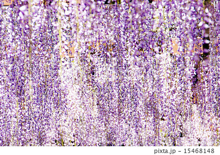 奥床しいの写真素材