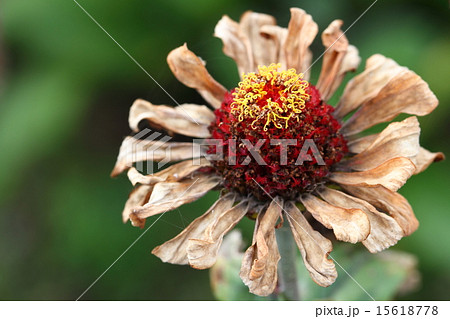 花 枯れた花 枯れる ヒャクニチソウの写真素材