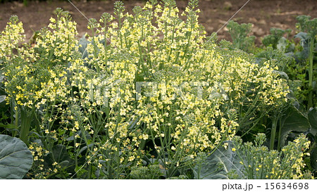 ブロッコリーの花の写真素材