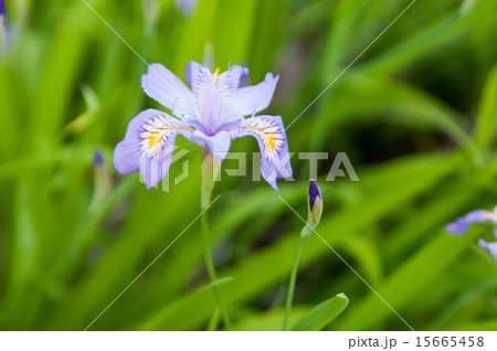 野に咲く花の写真素材 - PIXTA