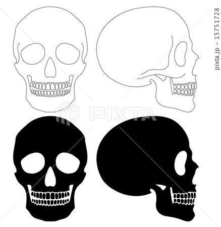 髑髏 骸骨 頭蓋骨 頭部のイラスト素材